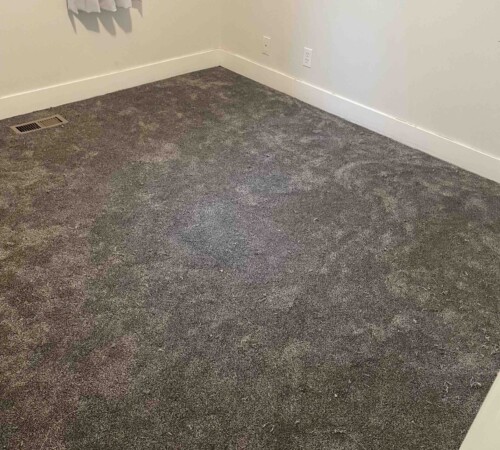 Carpet Installation, Carpet Removal